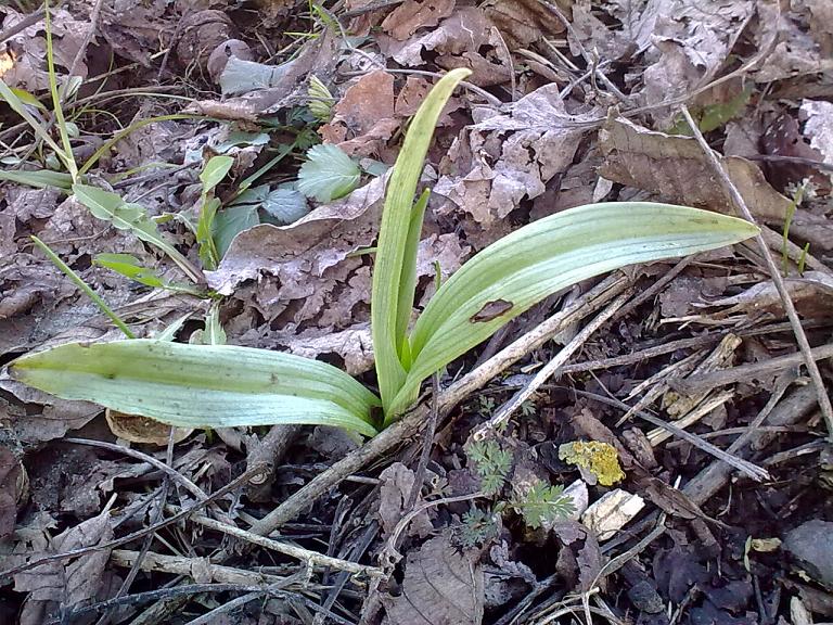 Rosetta di Ophrys da id